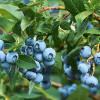 Čučoriedka (Vaccinium corymbosum) TOP HAT