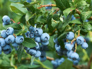 Čučoriedka (Vaccinium corymbosum) TOP HAT