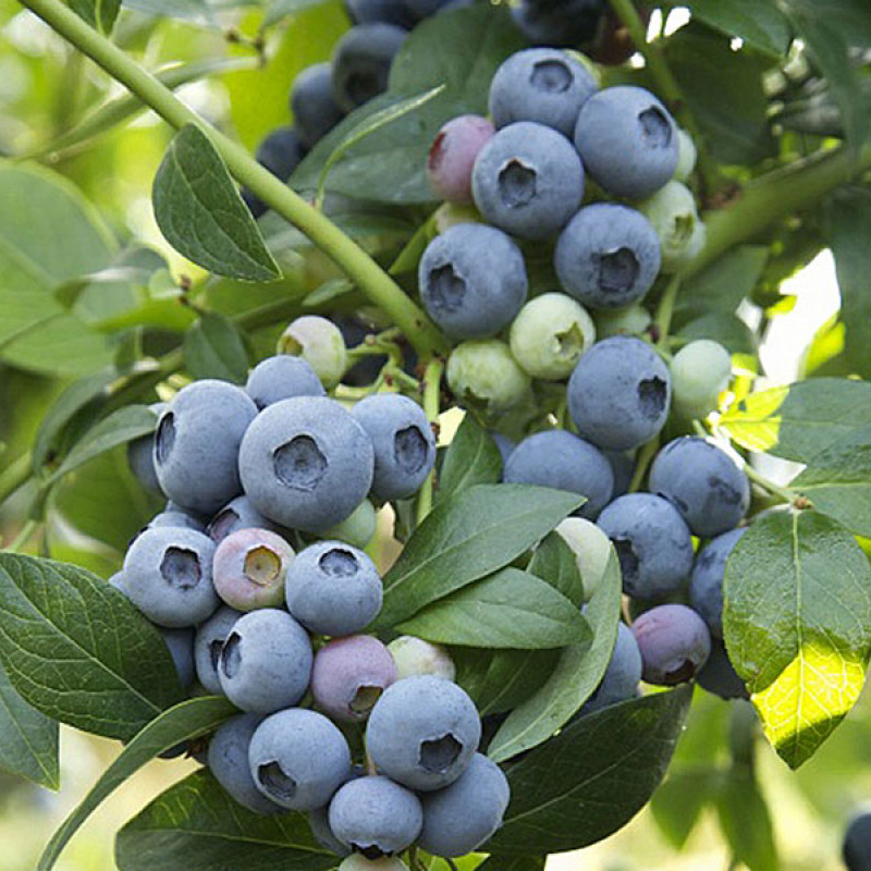 Čučoriedka (Vaccinium corymbosum) TORO