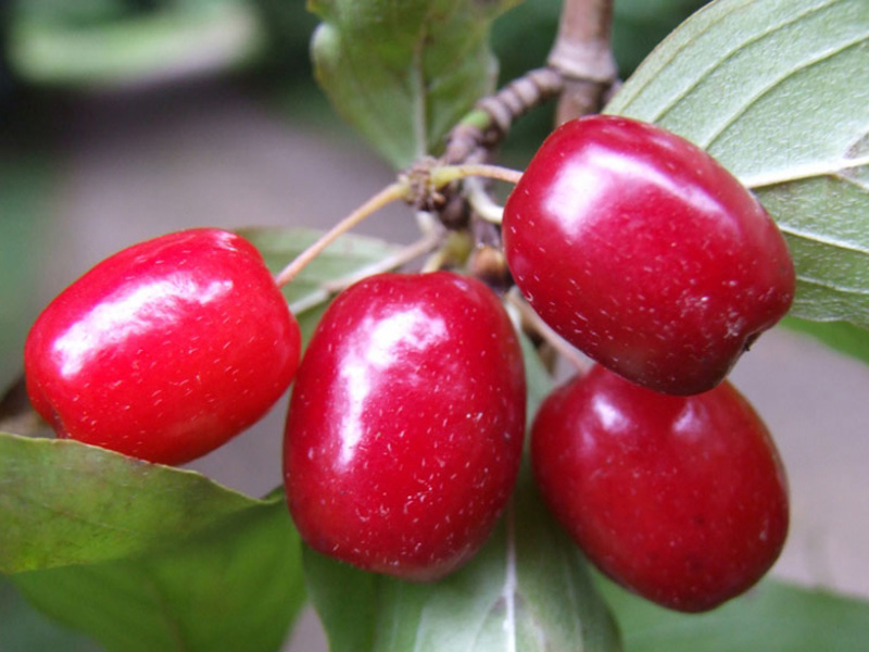 Drieň obyčajný (Cornus mas) KORRALOWYJ MARKA