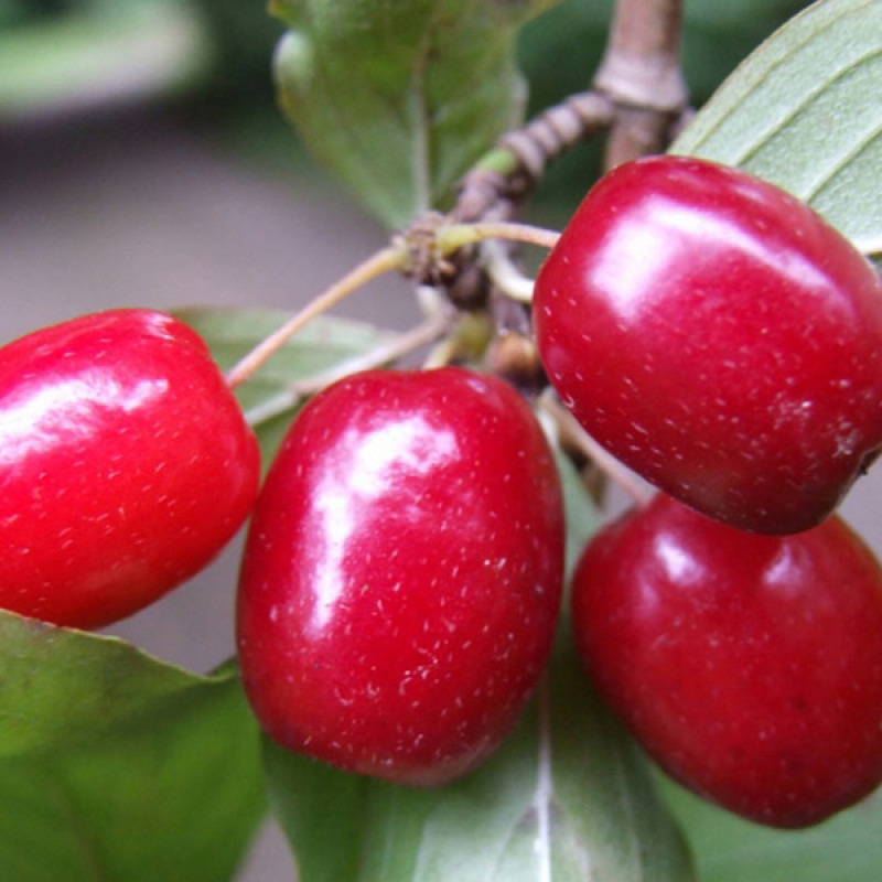 Drieň obyčajný (Cornus mas) KORRALOWYJ MARKA