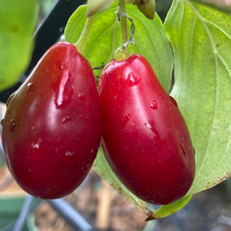 Drieň obyčajný (Cornus mas) KAZALNAK