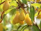 Drieň obyčajný (Cornus mas) NEŽNYJ - Tutifruti SK