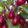 Drieň obyčajný (Cornus mas) PIONEER