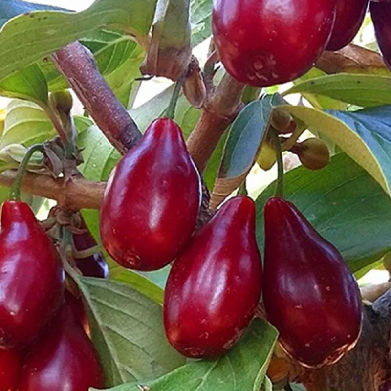 Drieň obyčajný (Cornus mas) PIONEER