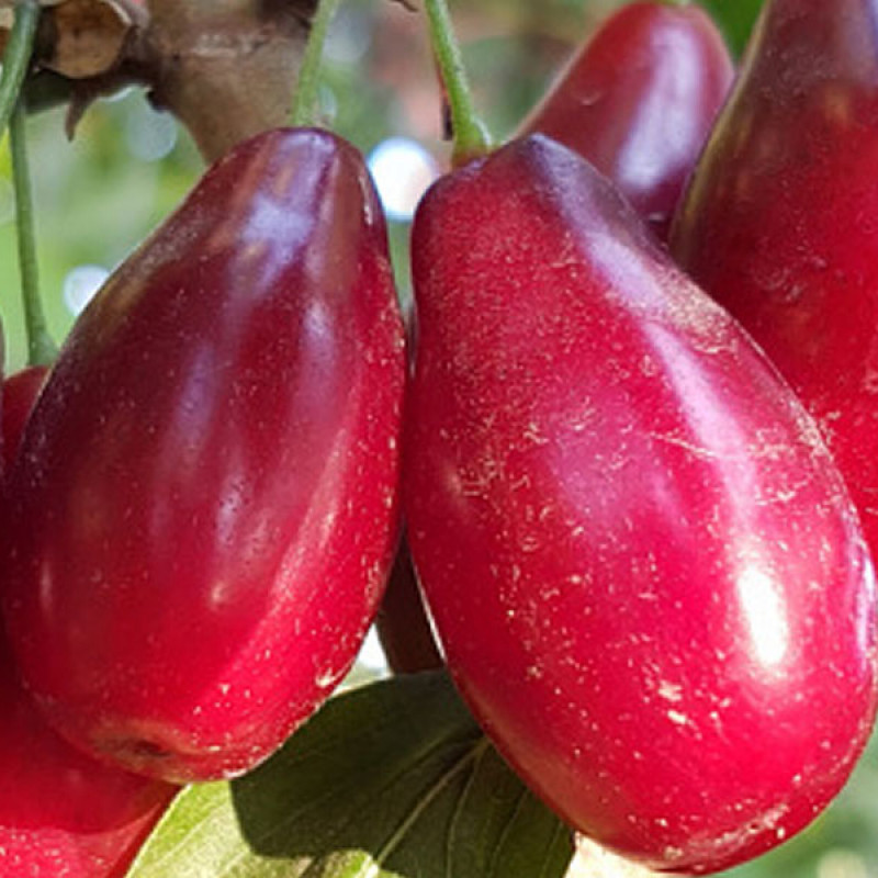 Drieň obyčajný (Cornus mas) EKZOTYČNYJ®