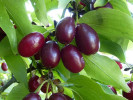 Drieň obyčajný (Cornus mas) FRUCHTAL