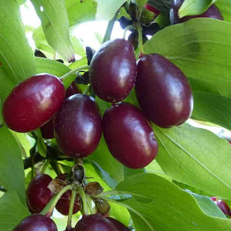 Drieň obyčajný (Cornus mas) FRUCHTAL