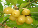 Drieň obyčajný (Cornus mas) ALJOŠA - Tutifruti SK