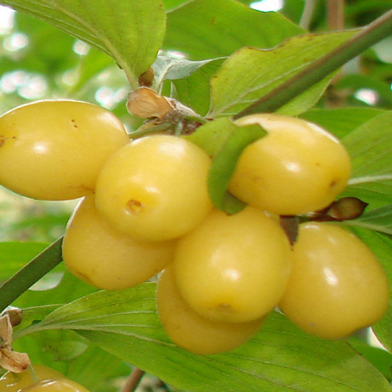 Drieň obyčajný (Cornus mas) ALJOŠA