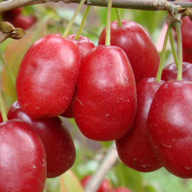 Drieň obyčajný (Cornus mas) YEVGENIA