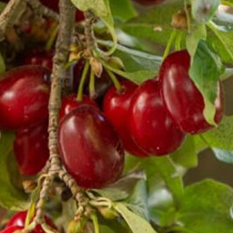 Drieň obyčajný (Cornus mas) MARCELI®