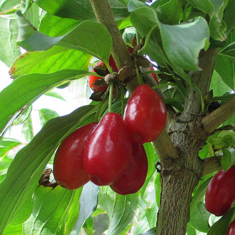 Drieň obyčajný (Cornus mas) NIKOLKA