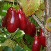 Drieň obyčajný (Cornus mas) DUBLANY