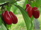 Drieň obyčajný (Cornus mas) PACZOSKI - Tutifruti SK