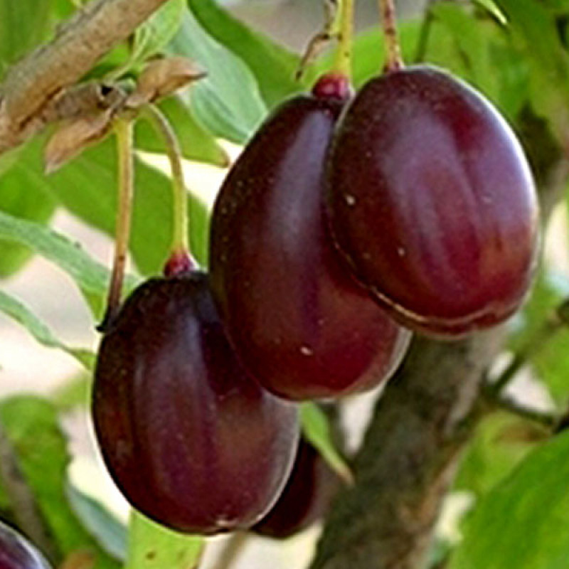 Drieň obyčajný (Cornus mas) MATADOR