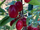 Drieň obyčajný (Cornus mas) RACIBORSKI - Tutifruti SK