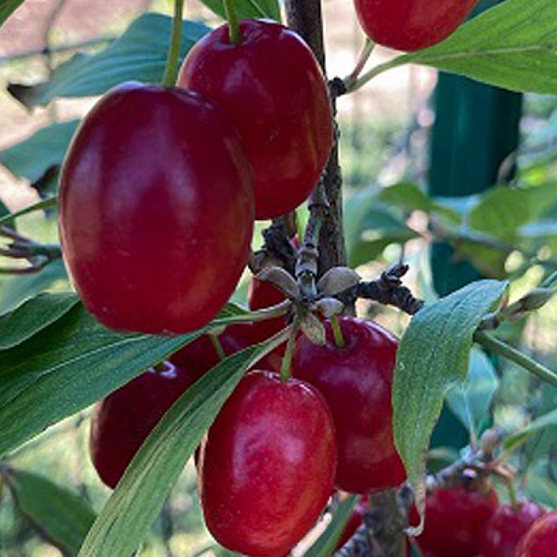 Drieň obyčajný (Cornus mas) RACIBORSKI