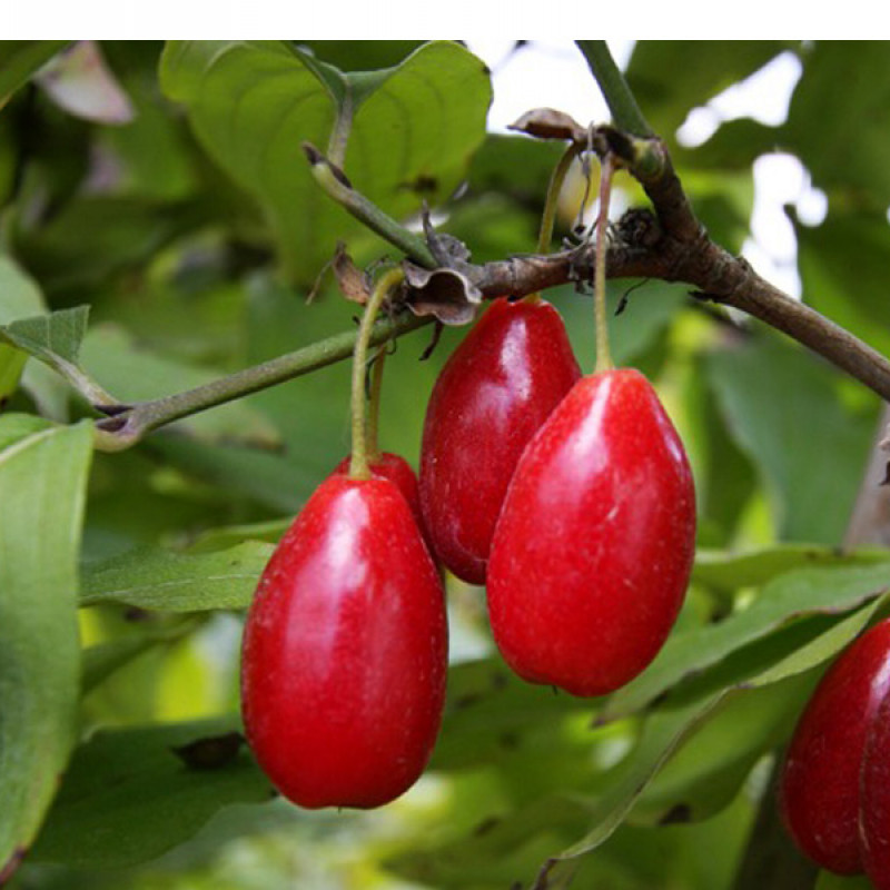 Drieň obyčajný (Cornus mas) SCHÖNBRUNNER GOURMET