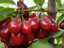 Drieň obyčajný (Cornus mas) SLOWIANIN - Tutifruti SK