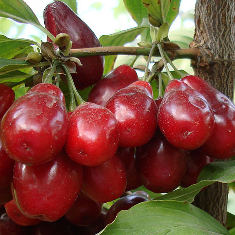 Drieň obyčajný (Cornus mas) SLOWIANIN