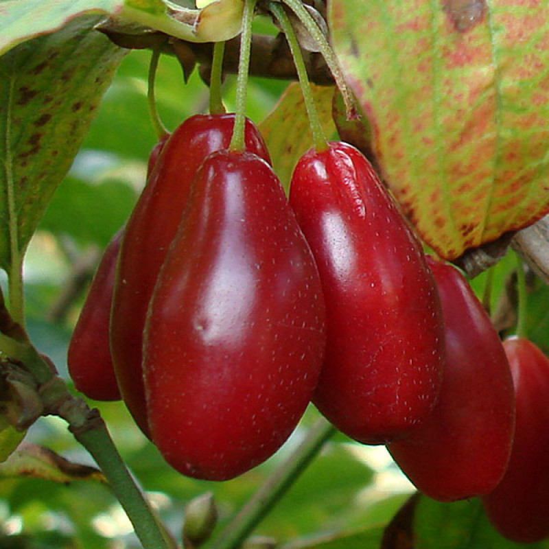 Drieň obyčajný (Cornus mas) LUKJANOVSKIJ