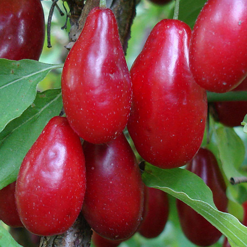 Drieň obyčajný (Cornus mas) SVETLJAČOK