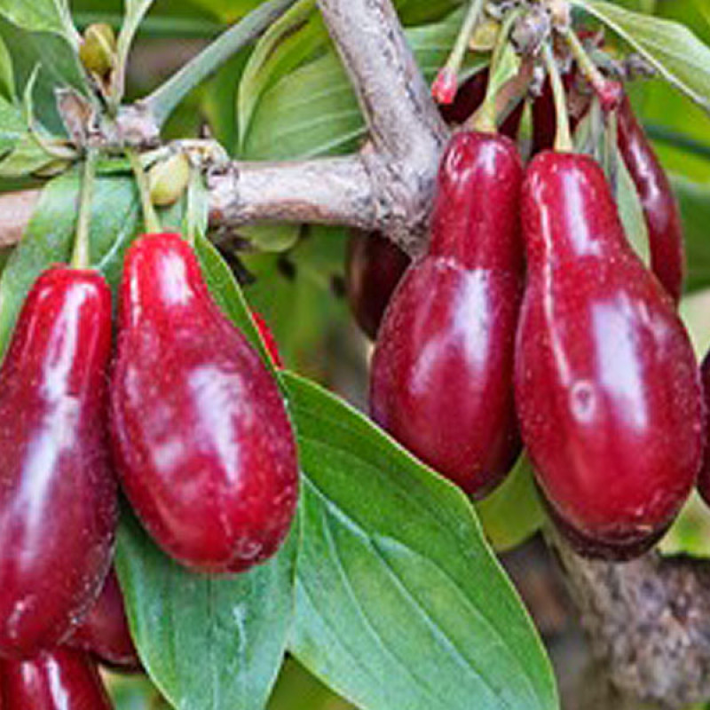 Drieň obyčajný (Cornus mas) SZAFER®