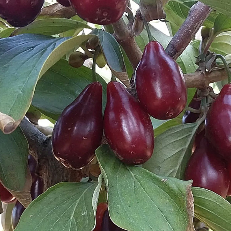 Drieň obyčajný (Cornus mas) UGOLYOK