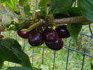 Drieň obyčajný (Cornus mas) VIOLACEA