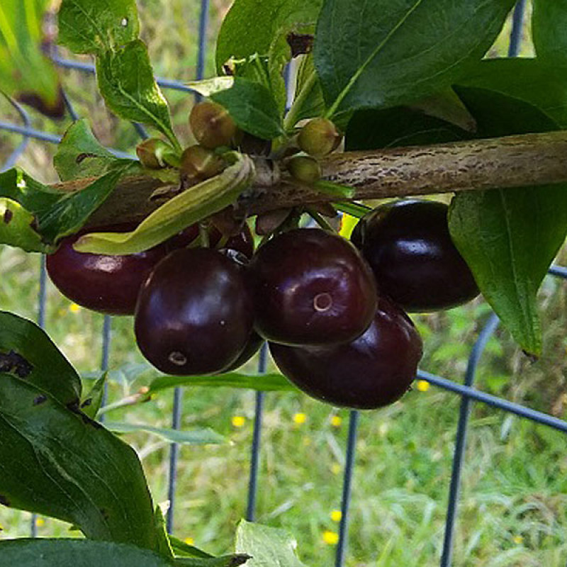 Drieň obyčajný (Cornus mas) VIOLACEA