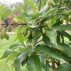 Drieň obyčajný (Cornus mas) VLADIMIRSKIJ