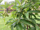 Drieň obyčajný (Cornus mas) VLADIMIRSKIJ