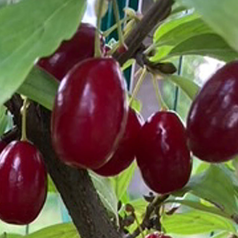 Drieň obyčajný (Cornus mas) ORIGINALNYJ