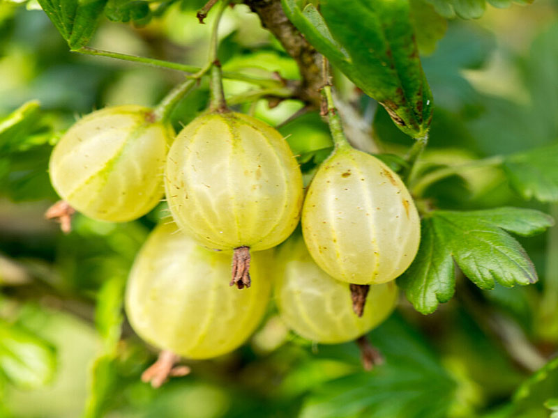 Egreš (Grossularia uva-crispa) HINNONMAKI GELB - Tutifruti SK