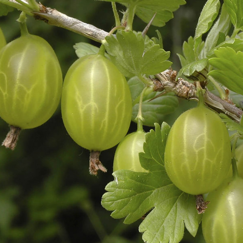 Egreš (Grossularia uva-crispa) INVICTA- stromček