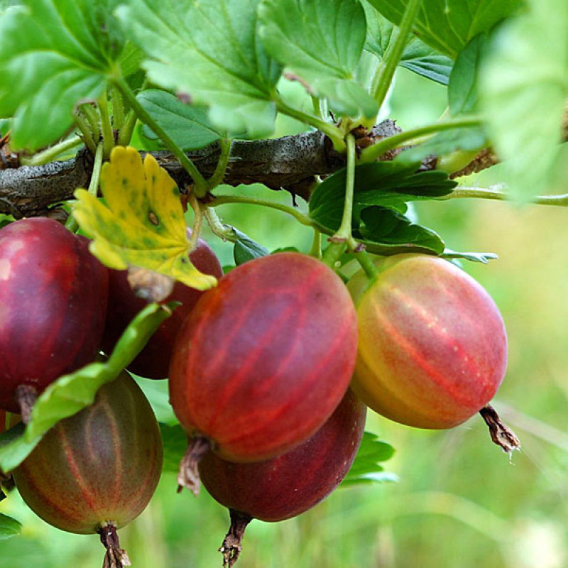 Egreš (Grossularia uva-crispa) NESLUCHOVSKIJ 