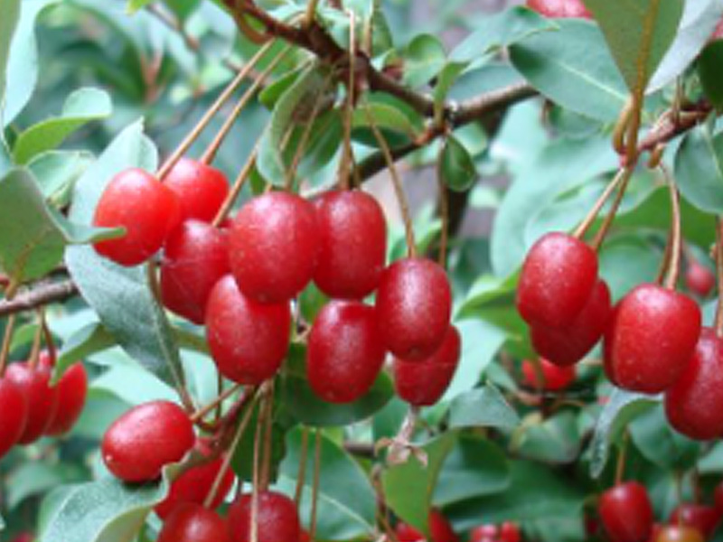 Hlošina mnohokvetá ( eleagnus multiflora)