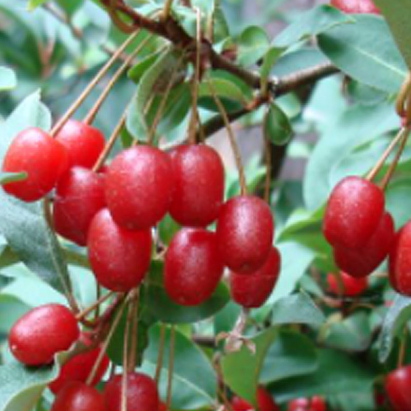 Hlošina mnohokvetá ( eleagnus multiflora)