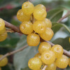 Hlošina okoličatá (elaeagnus umbellata) POINTILLA FORTUNELLA