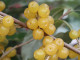 Hlošina okoličatá (elaeagnus umbellata) POINTILLA FORTUNELLA