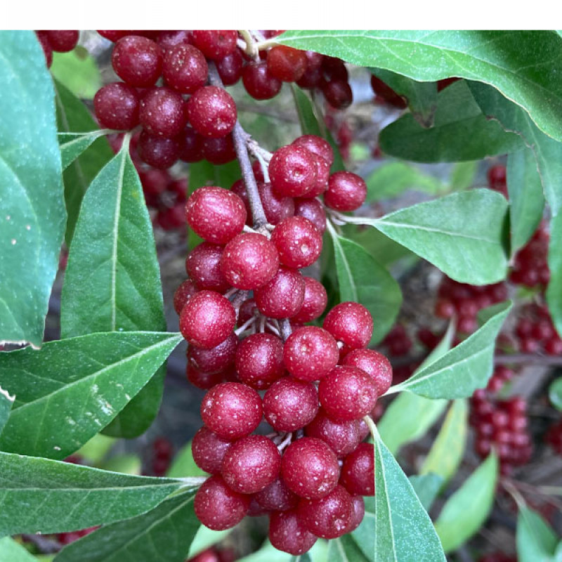 Hlošina okoličatá (elaeagnus umbellata) POINTILLA SWEET'N'SOUR®