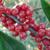 Hlošina okoličatá (elaeagnus umbellata) POINTILLA AMOROSO