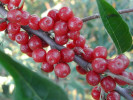 Hlošina okoličatá (elaeagnus umbellata) POINTILLA AMOROSO - Tutifruti SK