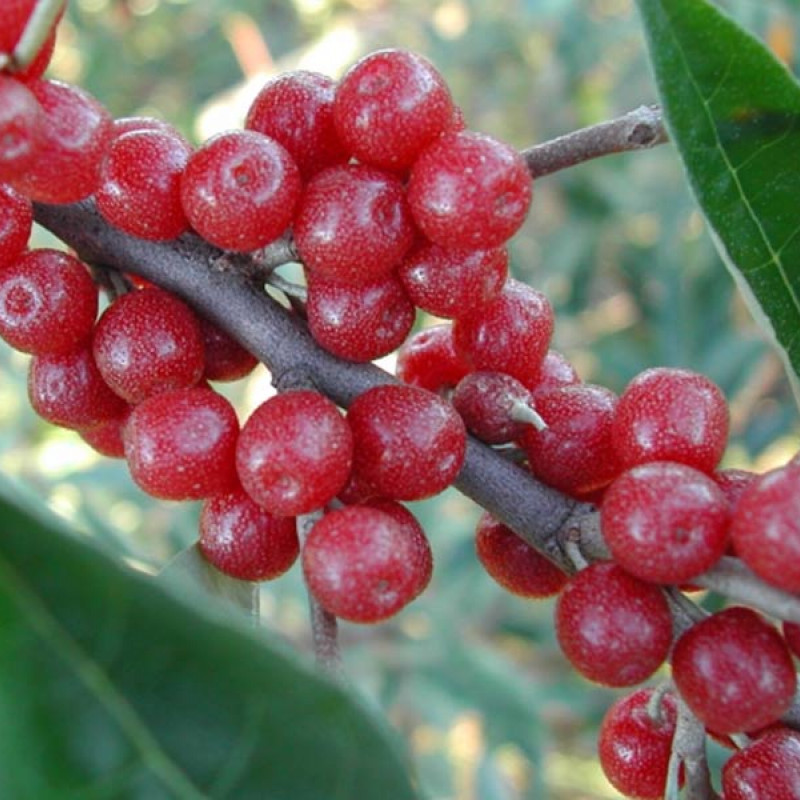 Hlošina okoličatá (elaeagnus umbellata) POINTILLA AMOROSO