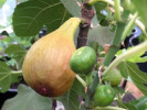 Bio Figovník (Ficus carica) BORNHOLM