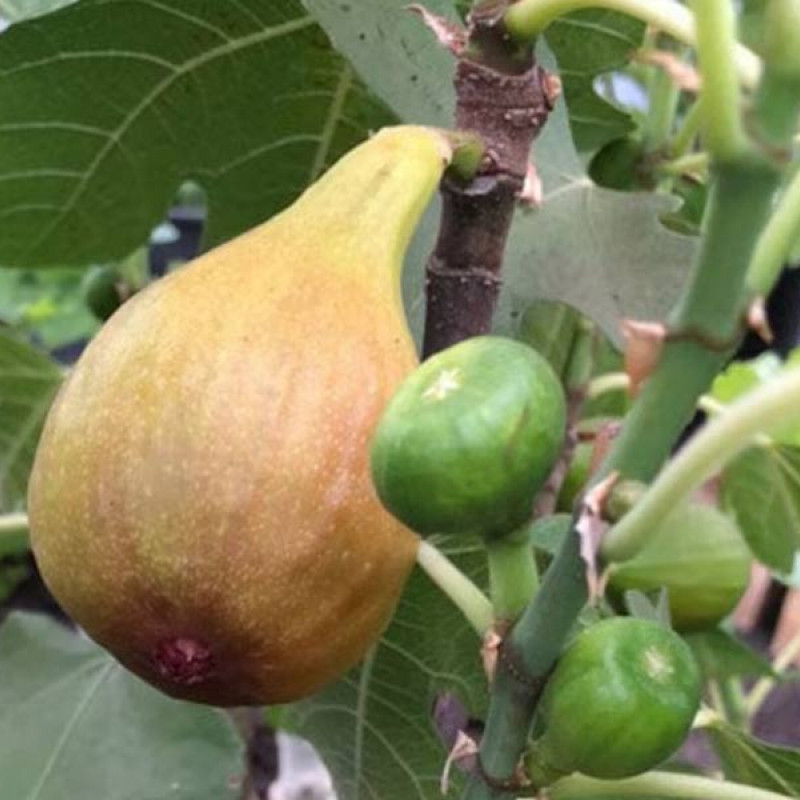 Bio Figovník (Ficus carica) BORNHOLM