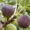 Bio Figovník (Ficus carica) BROWN TURKEY