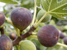 Figovník (Ficus carica) BROWN TURKEY - Tutifruti SK