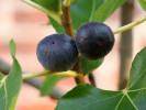 Figovník (Ficus carica) MORENA - Tutifruti SK